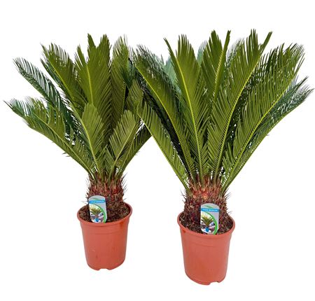 Cycas Revoluta 14+