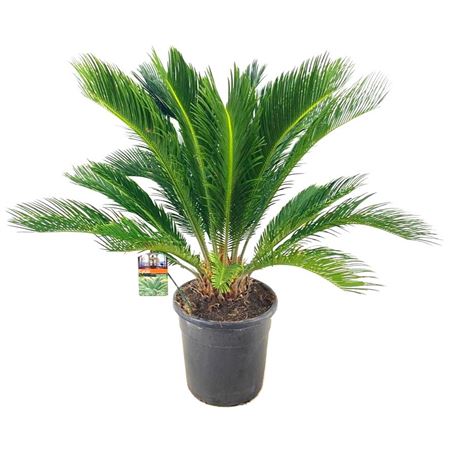 Cycas Revoluta 8+