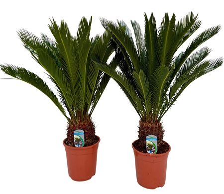Cycas Revoluta 14+