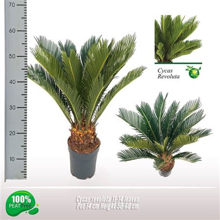 Cycas Revoluta 11+