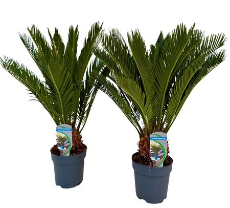 Cycas Revoluta 10+