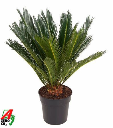 Cycas Revoluta 14+