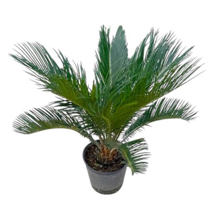 Cycas Revoluta 10+