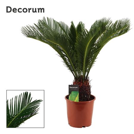 Cycas Revoluta 15+(decorum)
