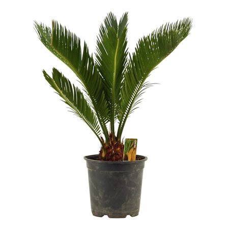 Cycas Revoluta 8+