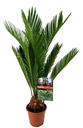 Cycas Revoluta
