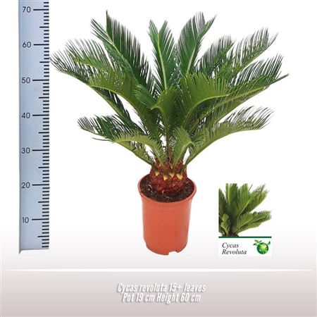Cycas Revoluta 15+