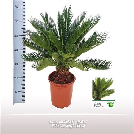 Cycas Revoluta 20+