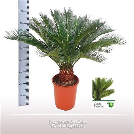 Cycas Revoluta 20+