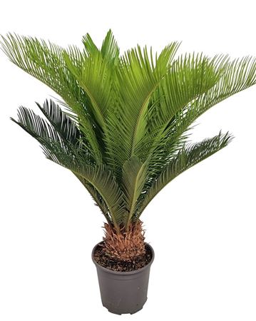 Cycas Revoluta 15+