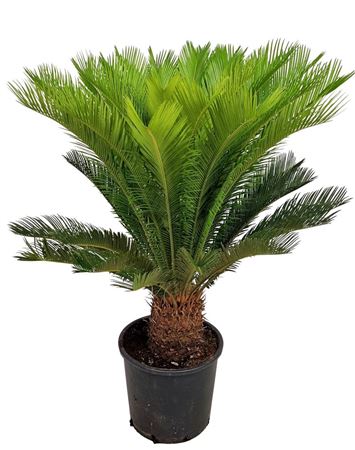 Cycas Revoluta