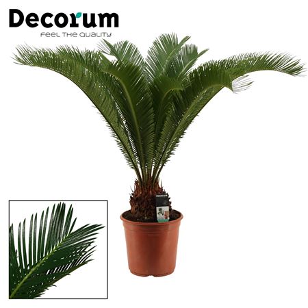 Cycas Revoluta 17+ (decorum)