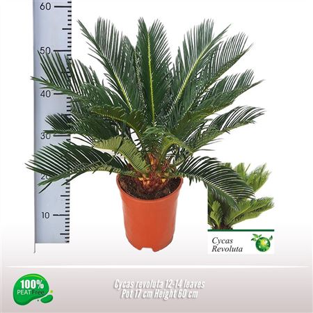 Cycas Revoluta 12+