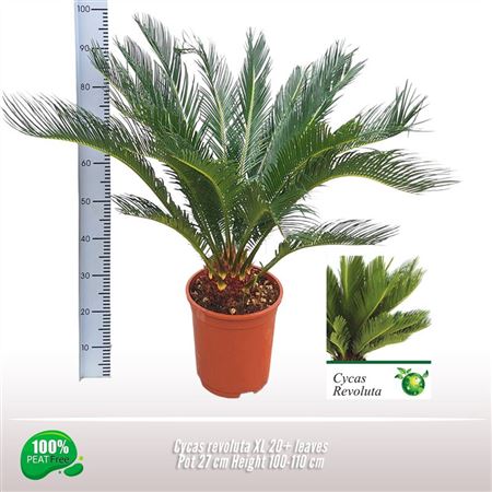 Cycas Revoluta 20+