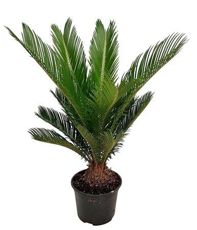 Cycas Revoluta 14+