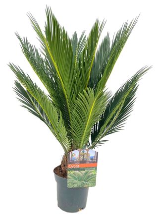 Cycas Revoluta 10+