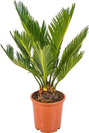 Cycas Revoluta 14cm