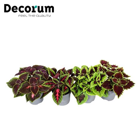 Coleus Mix Decorum