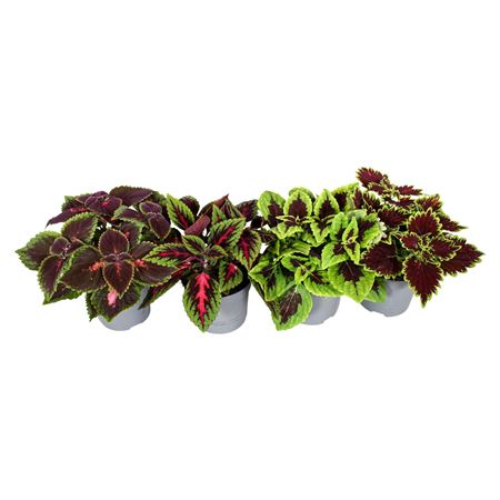 Coleus Mix