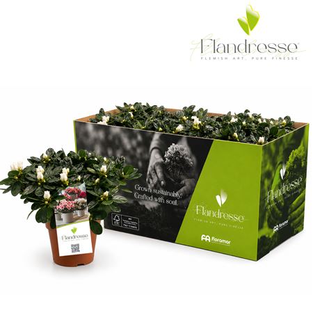 Azalea Flandresse Innocent White