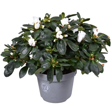 Azalea White