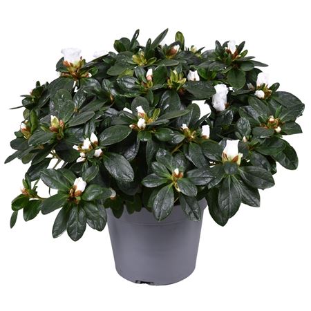 Azalea White (open)