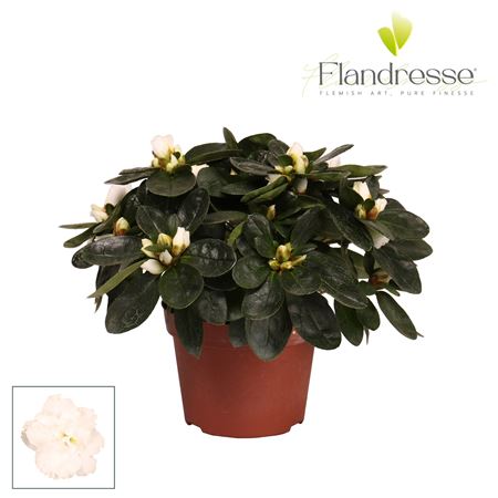 Azalea Flandresse White