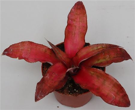 Cryptanthus Strawberry Flambee