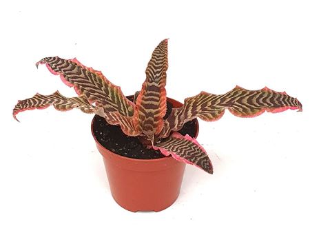 Cryptanthus Elaine
