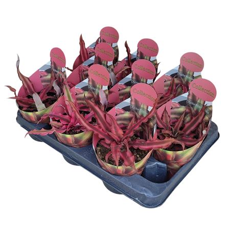 Cryptanthus Bivittatus Collection Wit