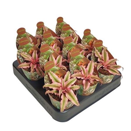 Cryptanthus Bivittatus Potcover