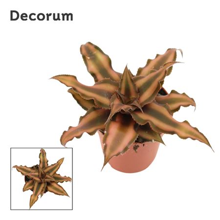 Cryptanthus Bivittatus