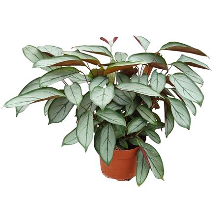 Ctenanthe Setosa Silver