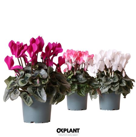 Cyclamen Mix