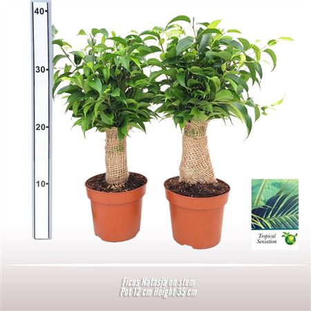Ficus Natasja Op Stam