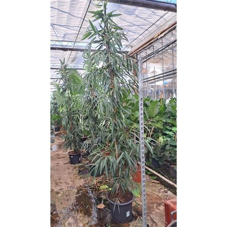 Ficus Bin Alii Piramide