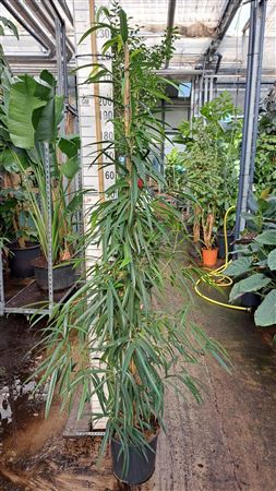 Ficus Bin Alii Piramide