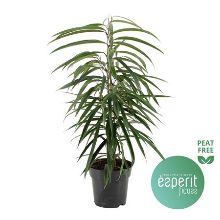 Ficus Bin Alii