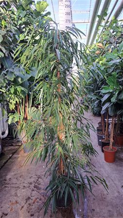 Ficus Bin Alii