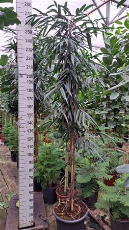 Ficus Bin Alii
