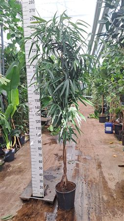 Ficus Bin Alii