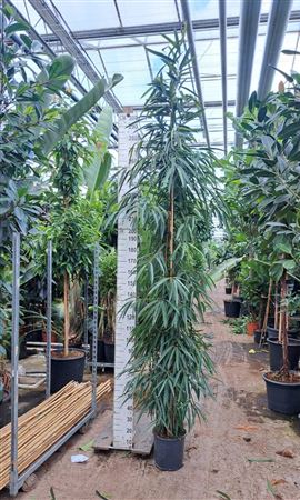 Ficus Bin Alii