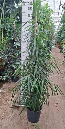 Ficus Bin Alii