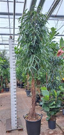 Ficus Bin Alii