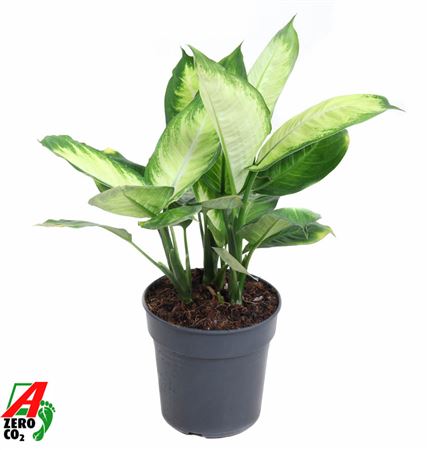 Dieffenbachia Tropic Marianna