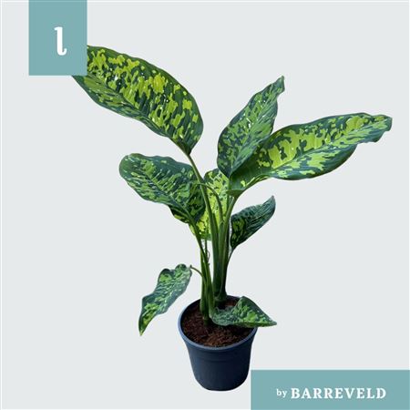 Dieffenbachia Cheetah