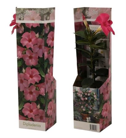 Mandevilla Pink