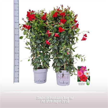 Mandevilla Red Triple Arch