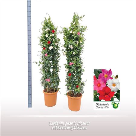 Mandevilla Red Triple Arch