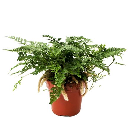 Davallia Fijensis